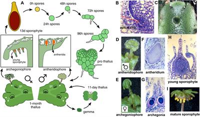 Co-expression and Transcriptome Analysis of Marchantia polymorpha Transcription Factors Supports Class C ARFs as Independent Actors of an Ancient Auxin Regulatory Module